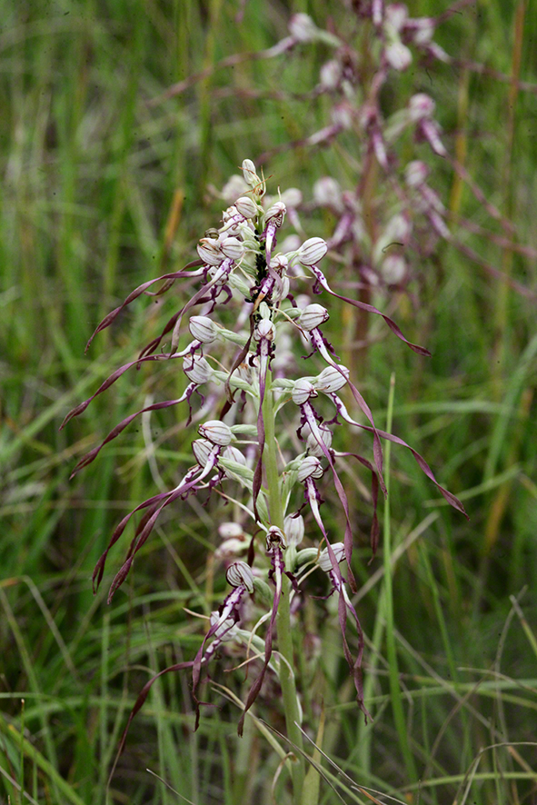 Himantoglossum adriaticum – Adria-Riemenzunge